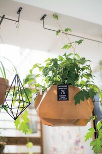 袋を使ったグリーン使い