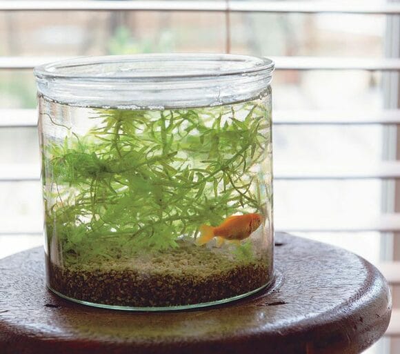 魚と一緒に水槽にイン