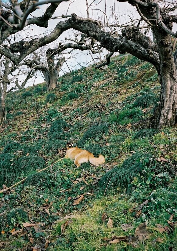 犬はどこでも寝る