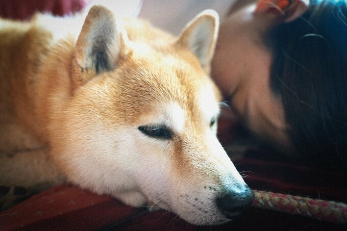 寝る犬と隣に人