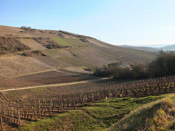 産地サンセール