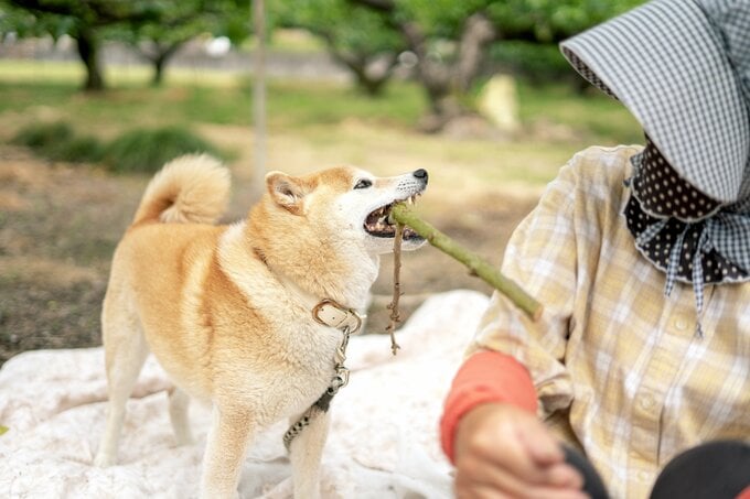 お母さんに木の棒を見せてあげる