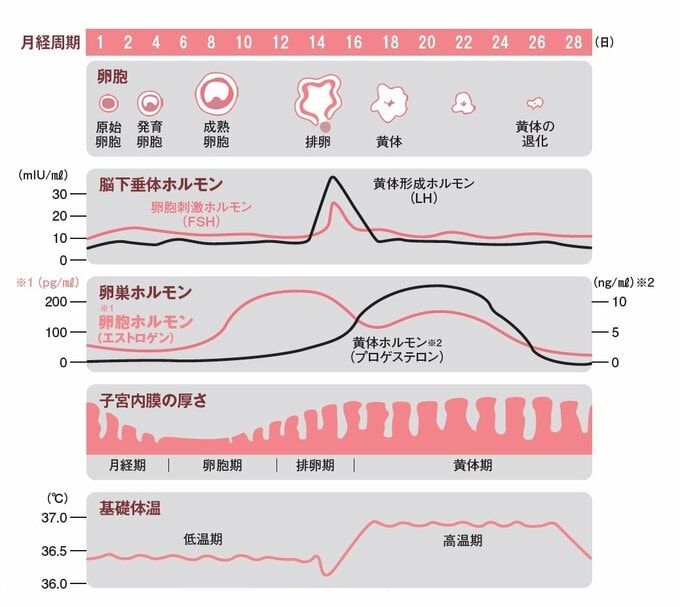 月経周期にともなう体の変化の図