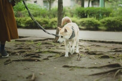 ＜保護犬マンガ＞夏の恒例行事！夜型人間がわんこのために早朝散歩をがんばる