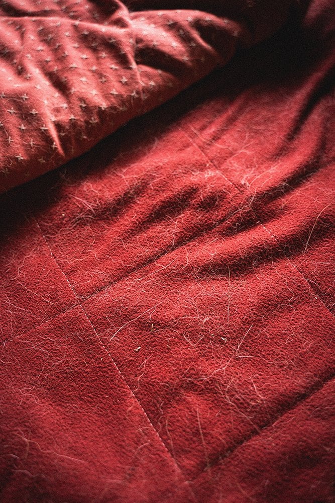 こたつ布団に犬の毛