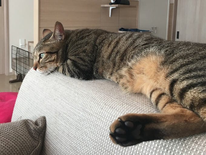 ソファでくつろぐ猫