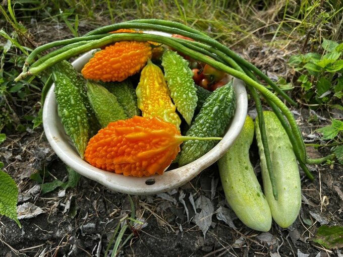 収穫した野菜
