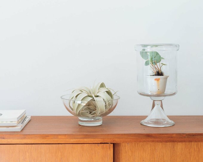 ガラスの器に植物