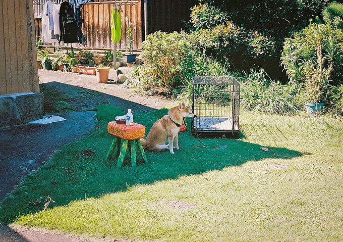 あくびをする犬