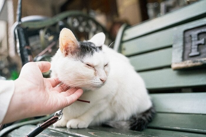 看板猫がお出迎え！純喫茶「カフェ アルル」は猫たちの“わが家