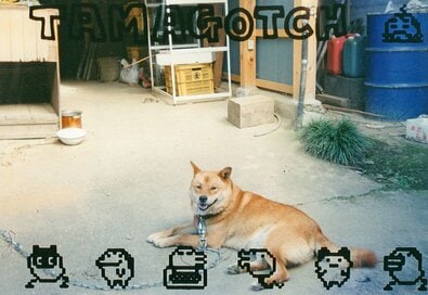 亡くなった犬と今いる犬。違いがおもしろくて愛おしい＜inubot回覧板＞