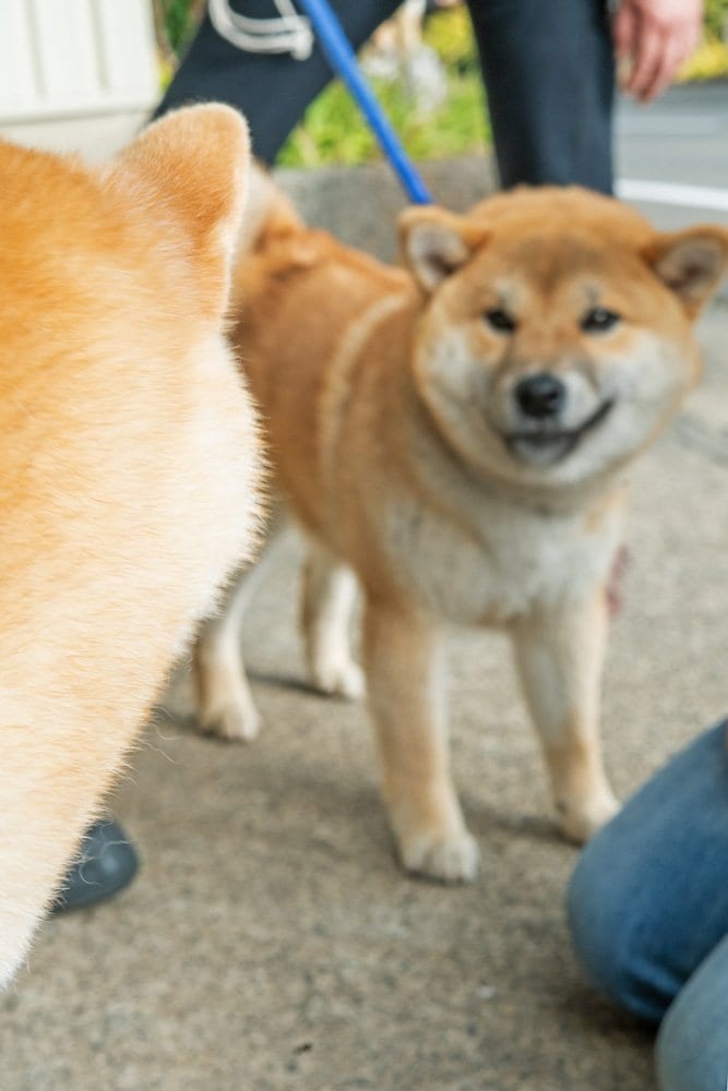 向き合う犬逆向き