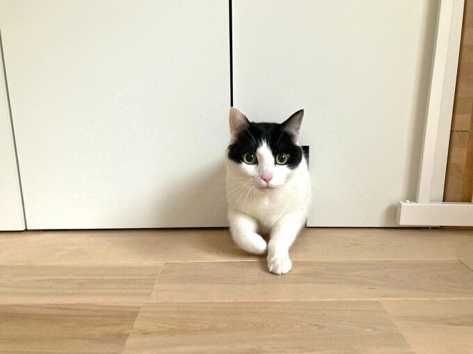 大きいネコには入口が少し小さい