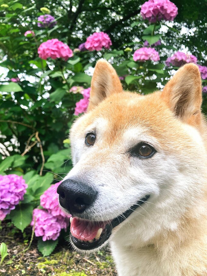 犬とアジサイ