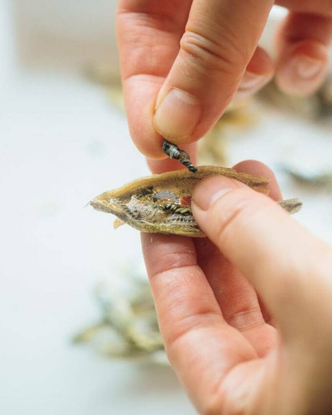 いりこの内臓を取り除く様子