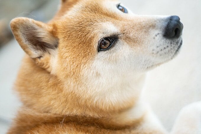 アイドルのような犬