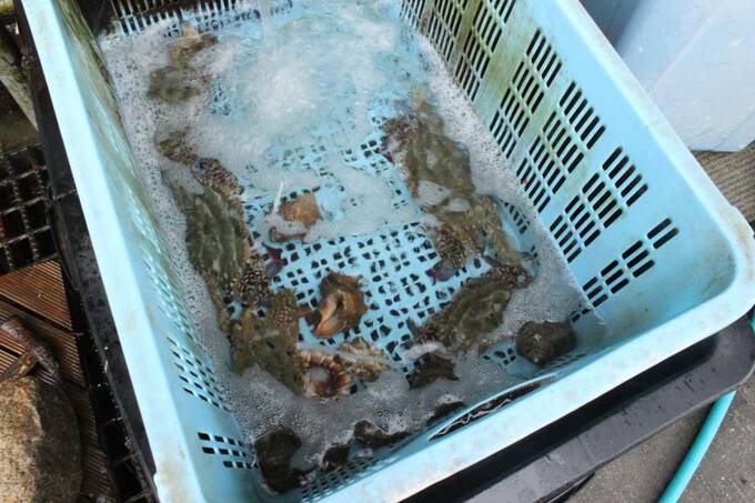 とれたての魚介