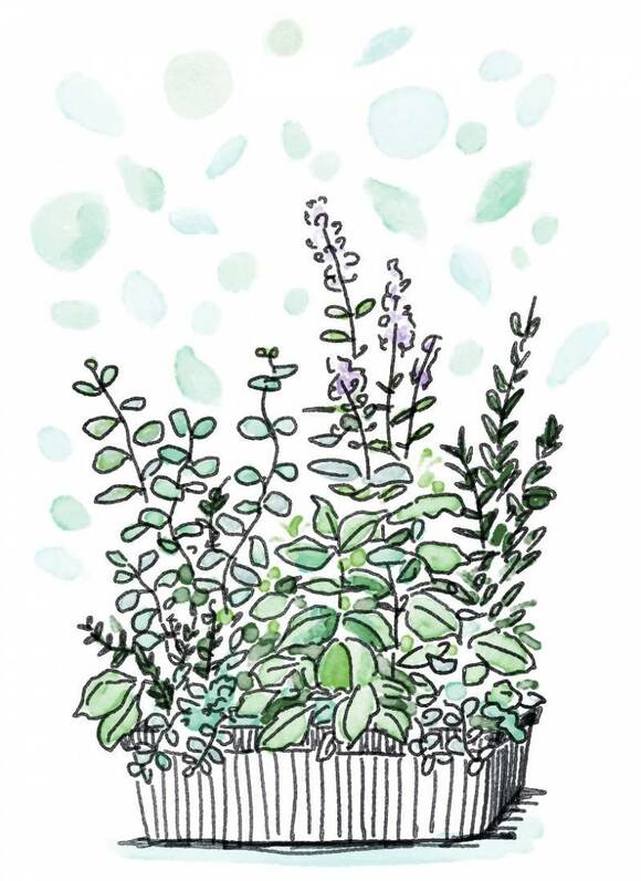 生育の早いハーブ