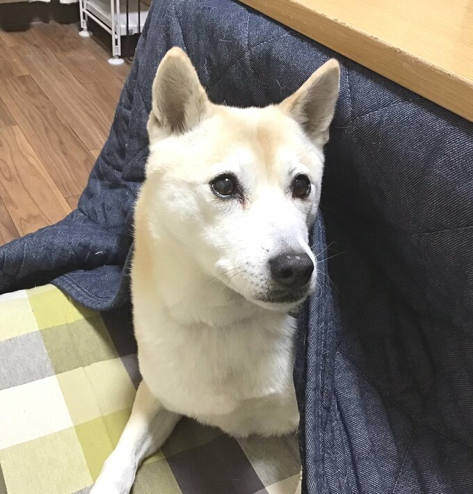 ふうちゃん
