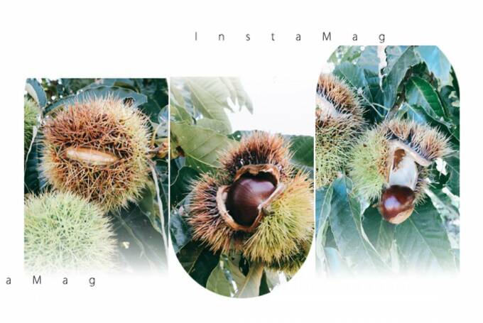 栗が自然に口をあけて、中身が落ちていくのがわかります