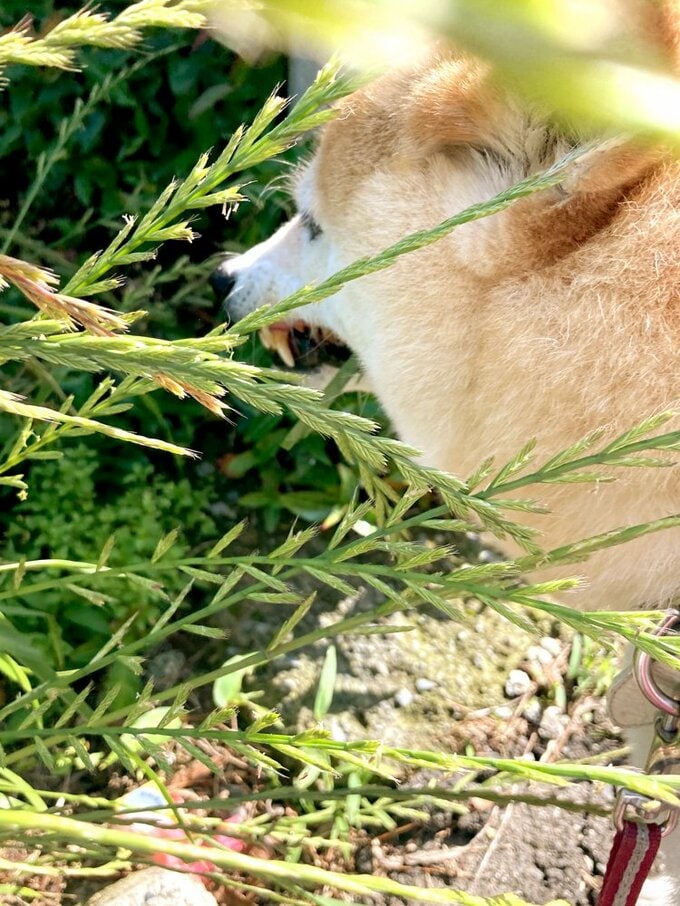 草をかじろうとする犬
