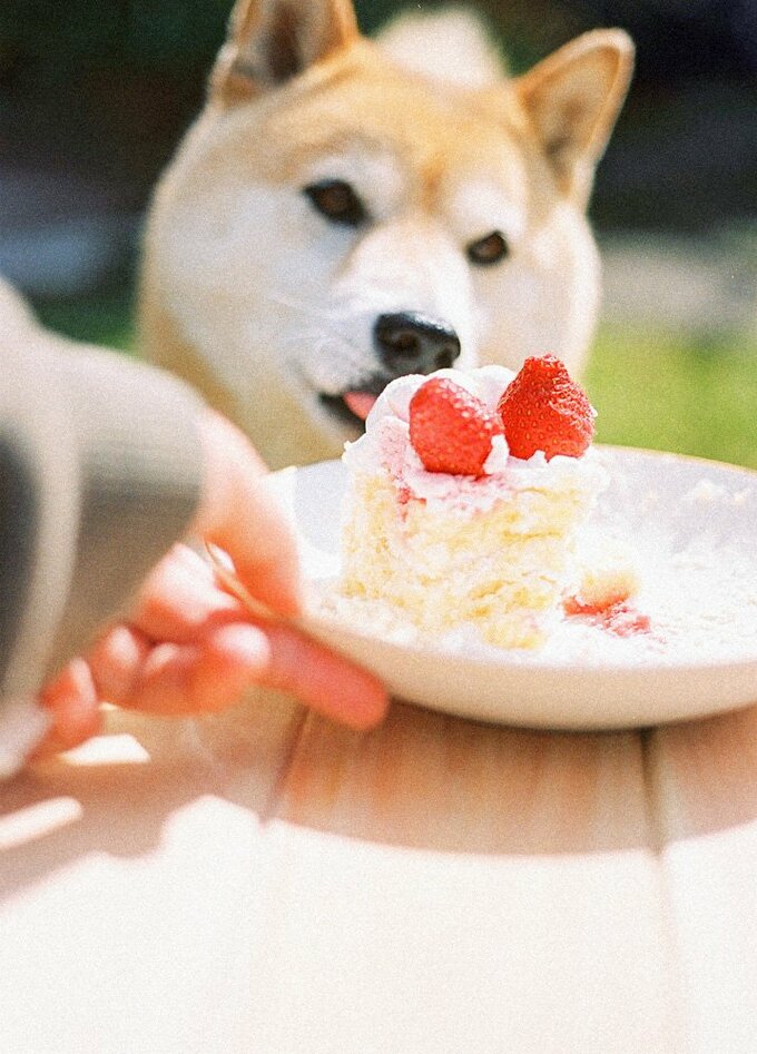 ケーキの後ろに犬