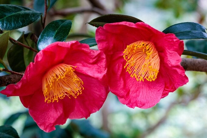 椿は寒い冬に花を咲かせ、生命力が高いとされる（写真／PIXTA）