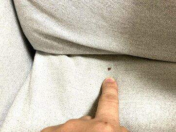 ソファーやシーツの血液汚れは水洗いが正解？「シミになった」と諦めない救世主テクニック