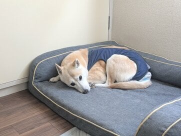 「自然体な姿を撮りたい！」そんな願いと裏腹に、わんこが決まってとる“いつもの行動”