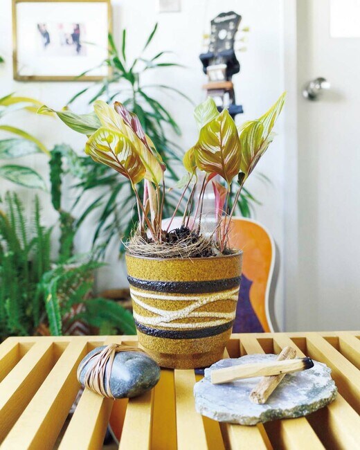 カラテア・マコヤナ