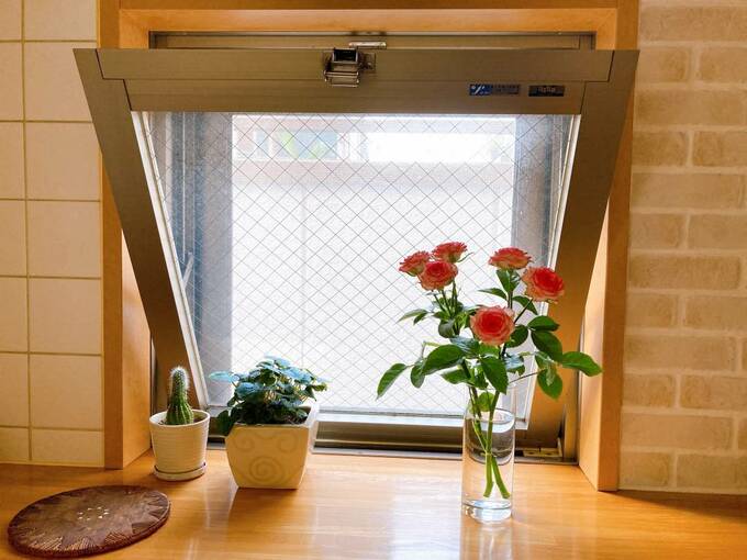 窓に植物