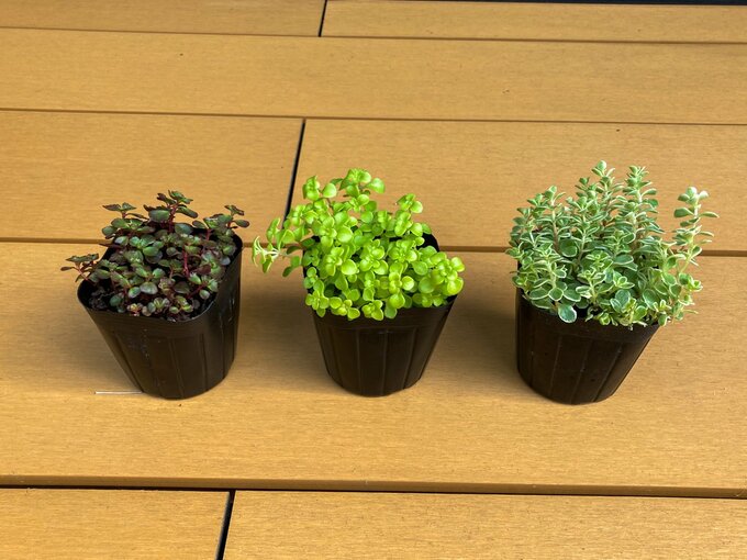 グランドカバー