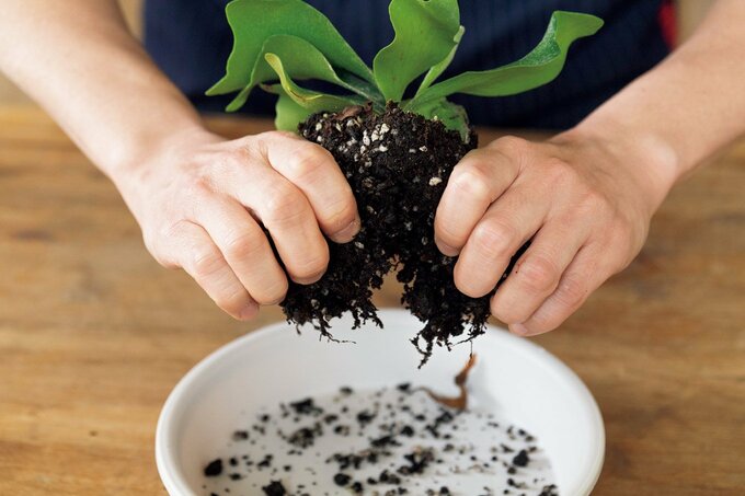 ビカクシダの根を左右に広げる