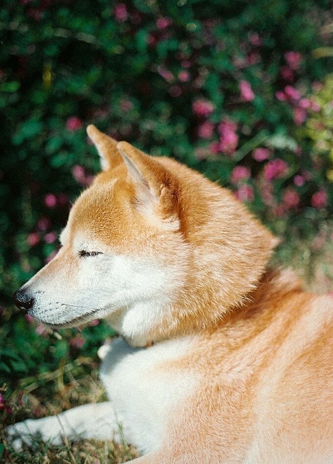 なでればするりと毛が抜ける