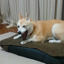 【保護犬マンガ】オナラの音は、わんこも人間と同じでした！