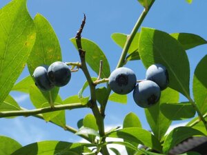 ブルーベリー