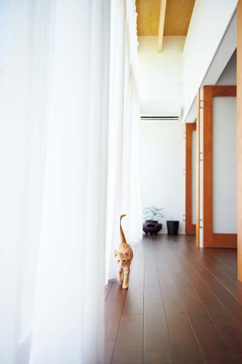 一枚布のカーテン