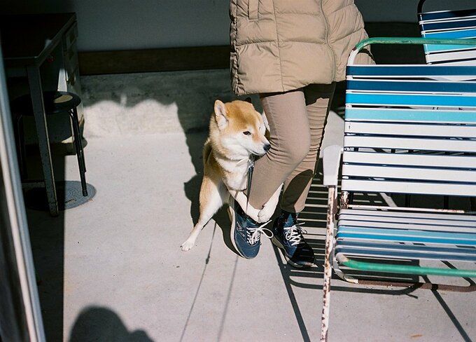 女性の足をつかむ犬