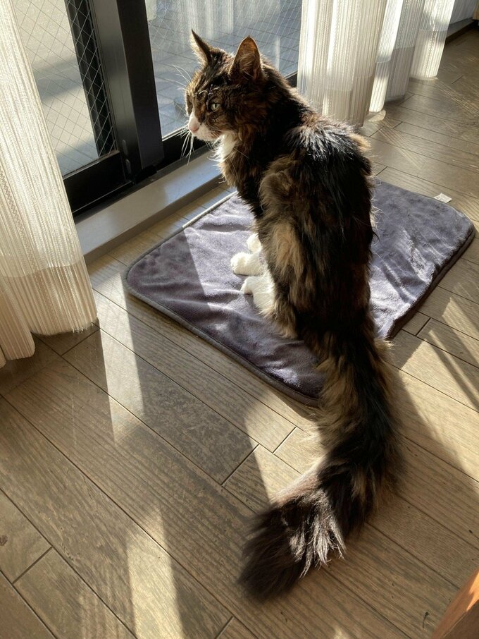 いつもの場所まで日向ぼっこに来た