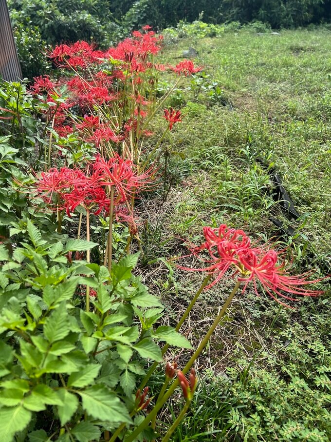 曼殊沙華