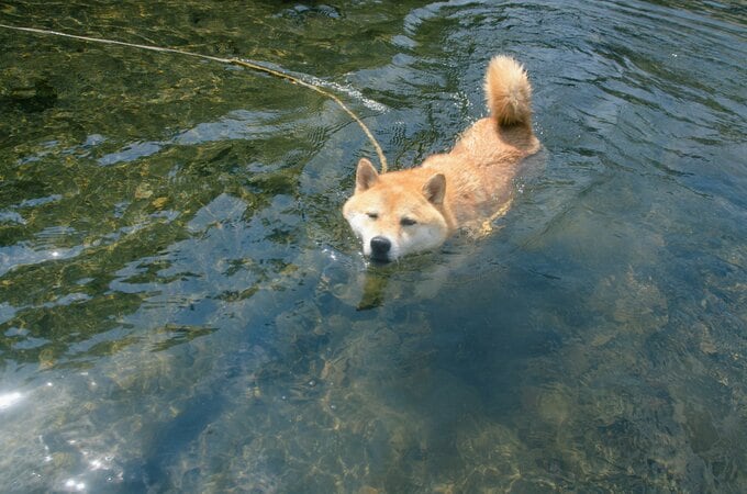 泳ぐ犬