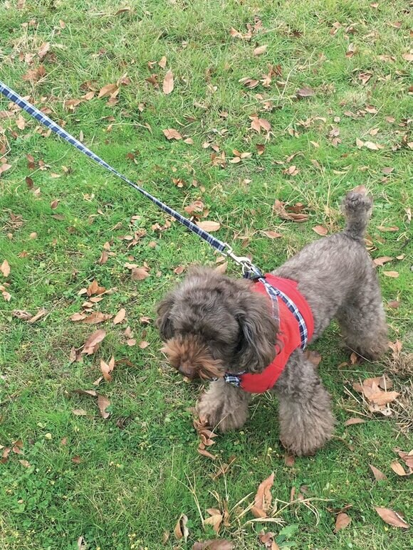 立ったまま撮影したショット