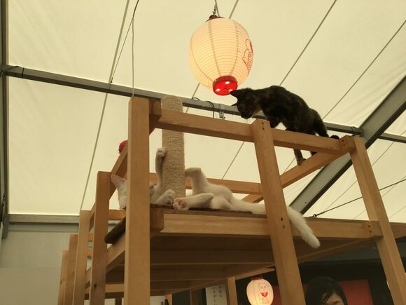 じゃれあっている