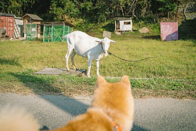 ヤギと会った犬