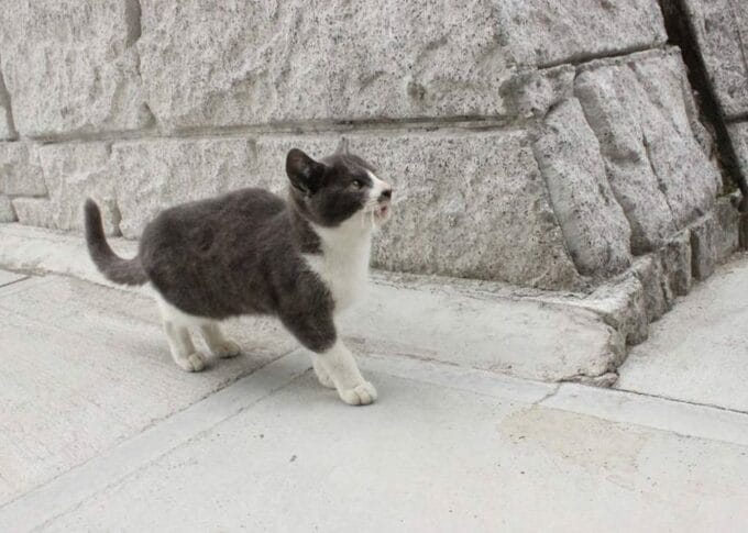 貫禄たっぷりの大人の猫