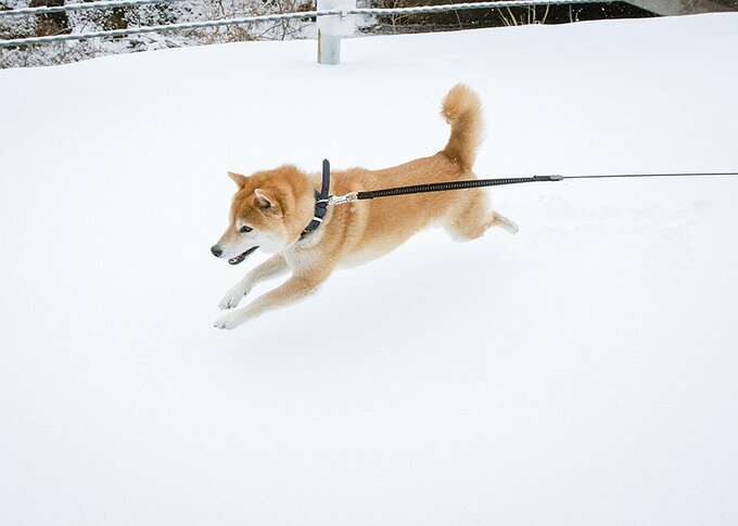 低空飛行しているようにすら見える