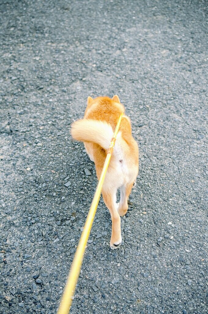 (2014年9月7日)のいぬ