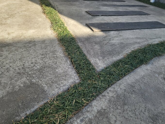 駐車場に植えたタマリュウ