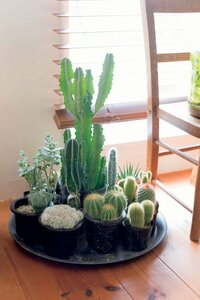 センスアップのコツをプロが指南グリーンをすてきに飾る!