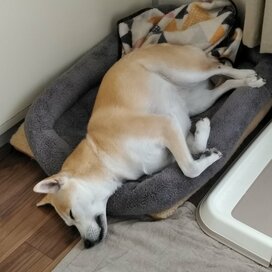 【保護犬マンガ】帰宅のわたしに塩対応！さみしがり屋のわんこは今いずこ…